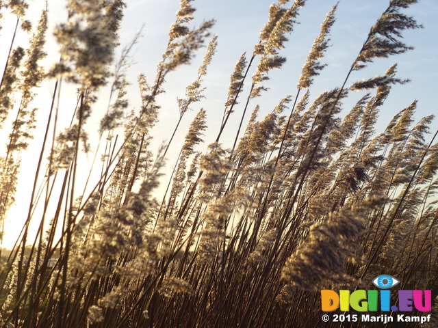 FZ024900 Reeds at sunset